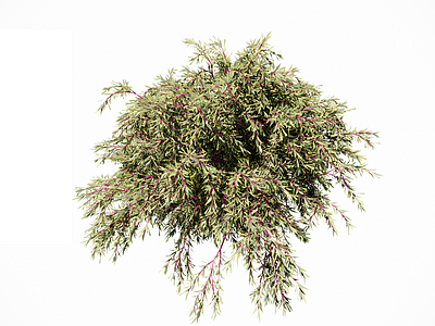 灌木 红柳 梭梭树 北方植物 灌木球 花箱灌木