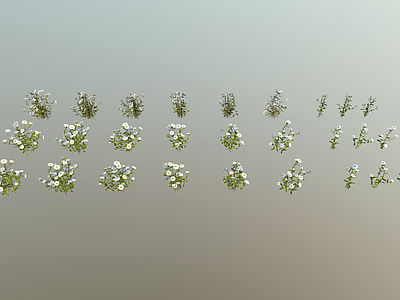 花 菊花