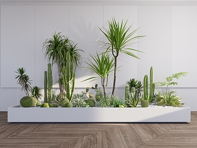 植物组合 树池植物组合 沙生植物 热带植物 仙人掌