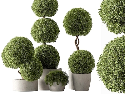 盆景 盆景盆栽 绿植 植物