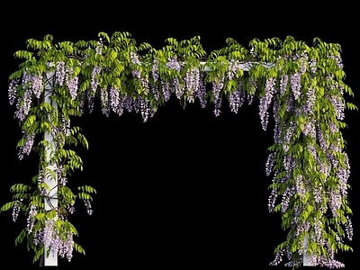 藤蔓 紫藤树 紫藤