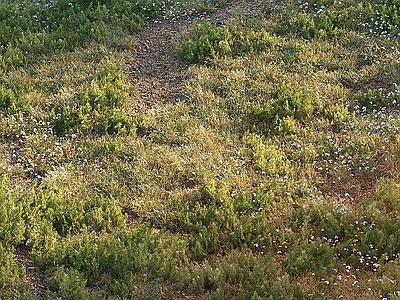 草