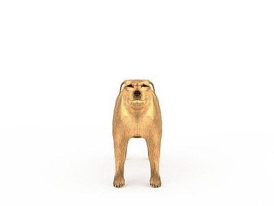 现代爬行类动物 金毛寻回犬