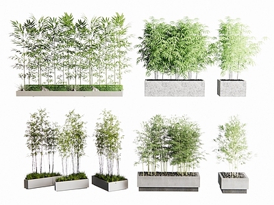 竹子 竹子 盆栽竹子 树池竹子