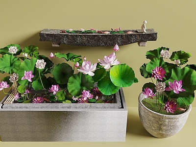 水生植物 荷花 荷花缸 石槽 景观小品
