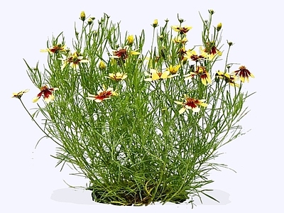 灌木 2D金鸡菊 小波斯菊 金钱菊 孔雀菊