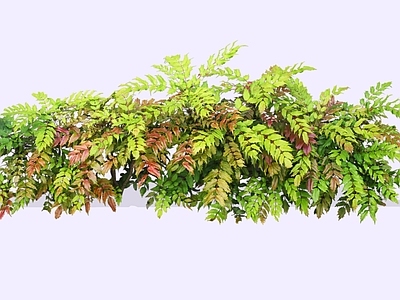 灌木 2D阔叶十大功劳 土黄柏 土黄连 八角刺 黄天竹