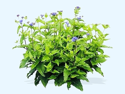 灌木 2D马路草