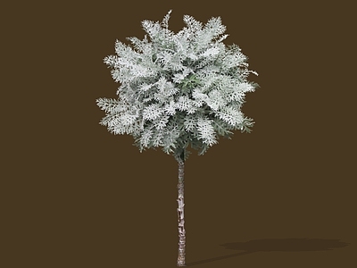 灌木 2D银叶菊 棒棒糖银叶菊 雪叶菊 树状银叶菊 色块植物