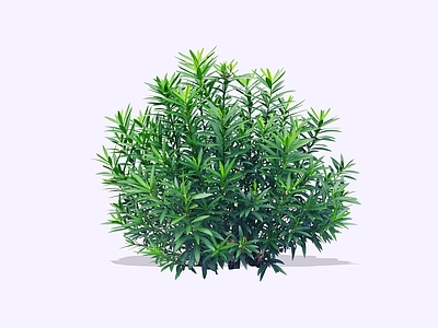 灌木 2D夹竹桃 夹竹桃小灌木