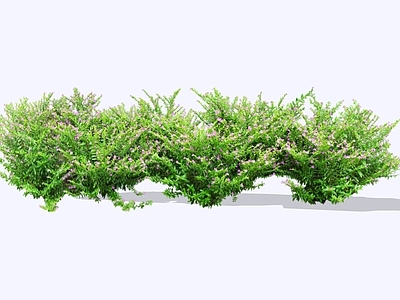 灌木 2D细叶萼距花 紫花满天星 细叶雪茄花