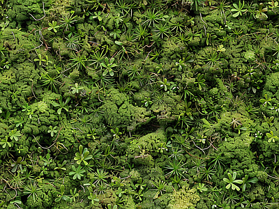 现代自然地面 苔藓 湿润环境 绿色植物 墙地面苔藓 自然