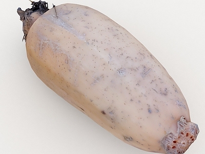 酒水食物 藕 莲藕 蔬菜