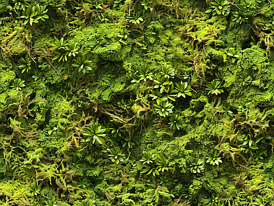 现代自然地面 苔藓 绿色植物 自然 湿润环境 墙地面苔藓