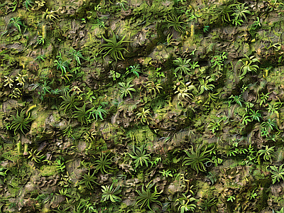 现代自然地面 苔藓 绿色植物 自然 墙地面苔藓 湿润环境