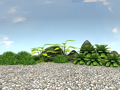 现代景观植物