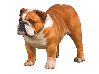 其他动物 斗牛犬 宠物犬 宠物狗 小狗