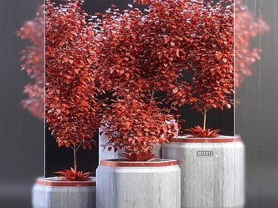 现代植物盆栽