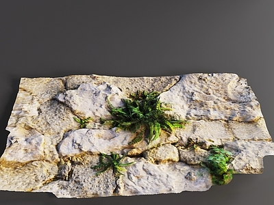 草 地形 野外花草 植物