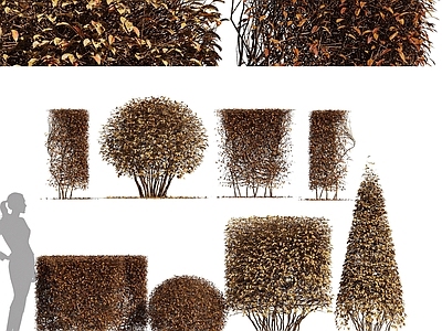 灌木 冬青 秋季灌木