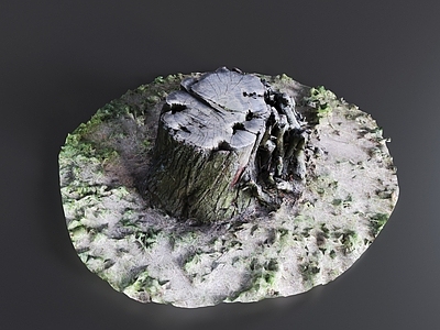 其他树木 树桩 树墩 枯木