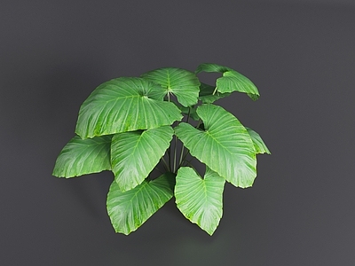 草 植物