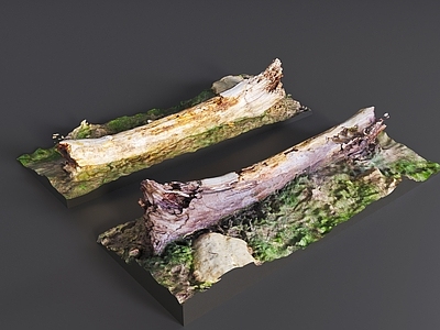 其他树木 树干 树桩 枯木 木头