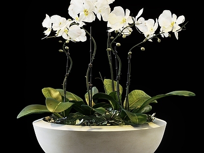 现代新中式花 兰花 花盆