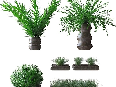 现代植物盆栽