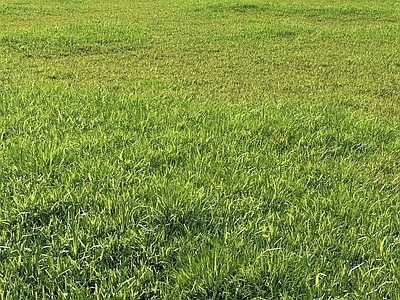现代草坪草地