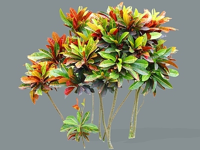 灌木 2D精品变叶木 洒金蓉 观叶植物