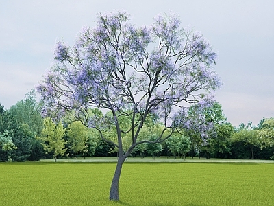 乔木 蓝花楹树 景观树