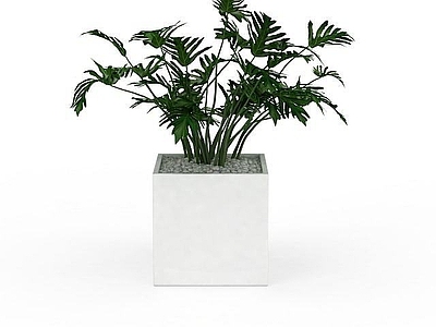 现代佛龛 室内盆栽植物