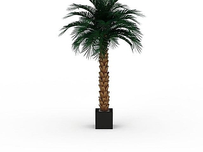 现代办公桌 海南树木
