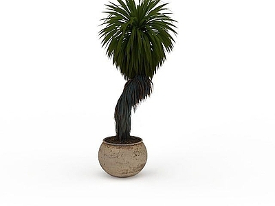 现代办公桌 盆栽观赏植物