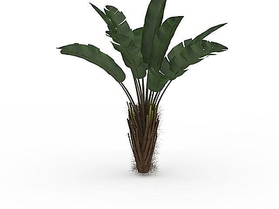 现代办公桌 绿色观赏芭蕉