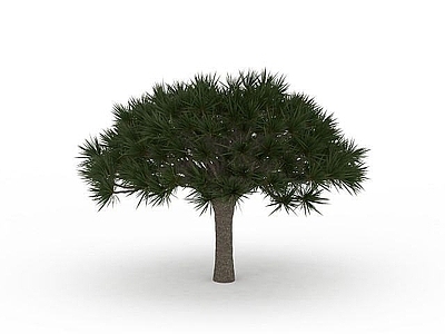 现代办公桌 针叶绿色植物