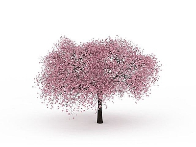 办公桌 樱花树