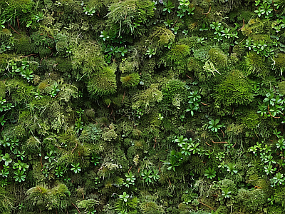 现代自然地面 苔藓 自然 绿色植物 湿润环境 墙地面苔藓