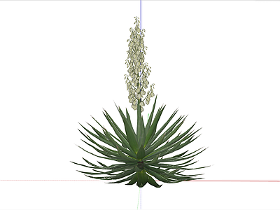 花草 沙生植物