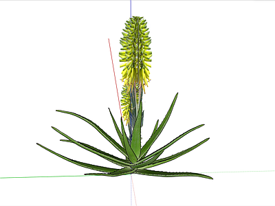 多肉植物 库拉索芦荟