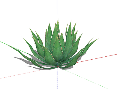 花草 沙生植物 龙舌兰