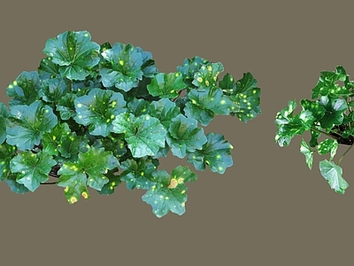 花草 2D洒金大吴风草 掌叶洒金大吴风草 多年生常绿植物