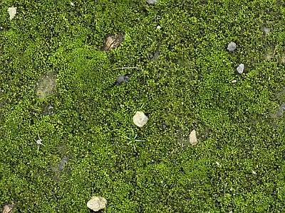 现代自然地面 苔藓 草坪