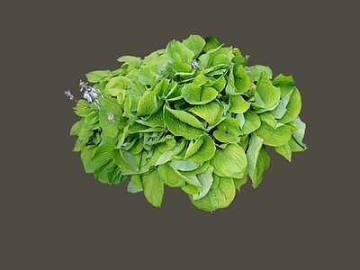 花草 2D圆叶玉簪 玉簪属 多年生草本