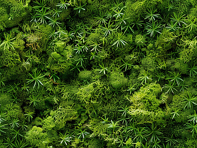 现代自然地面 苔藓 墙地面苔藓 自然 绿色植物 湿润环境