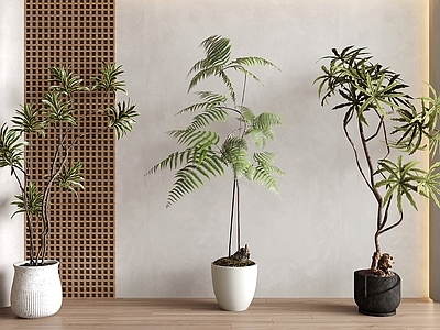 盆栽 绿植盆栽 盆景