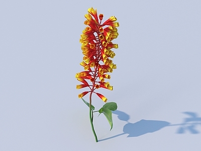 花 花 野花 绿植