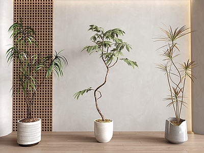 盆栽 绿植盆栽 盆景