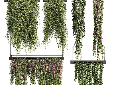 其他绿植 现代吊挂植物藤蔓 吊篮盆栽